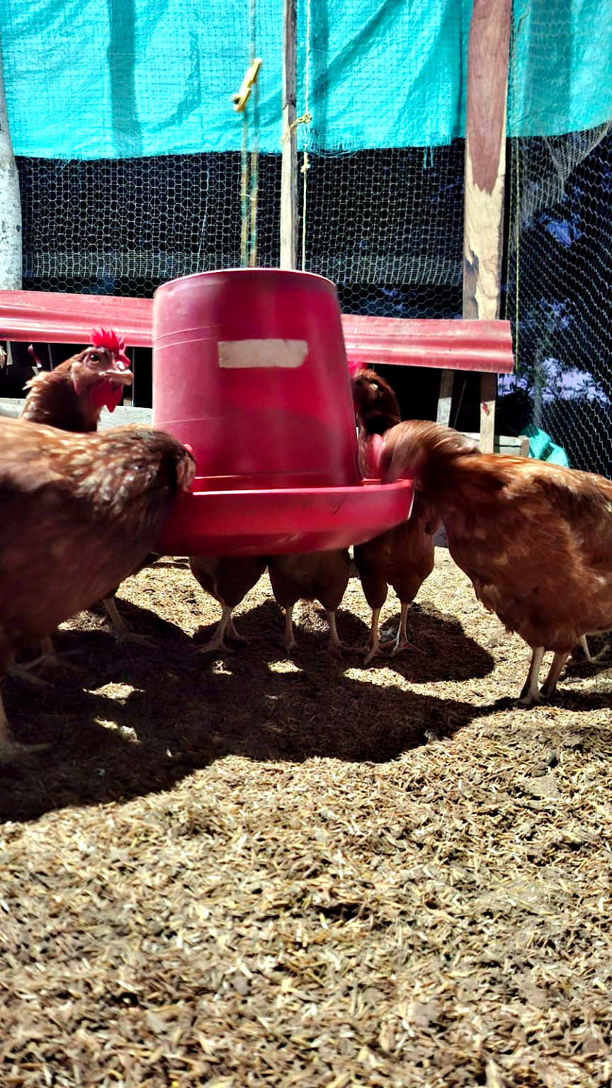 Alimentación de las gallinas ponedoras de la finca GUIO